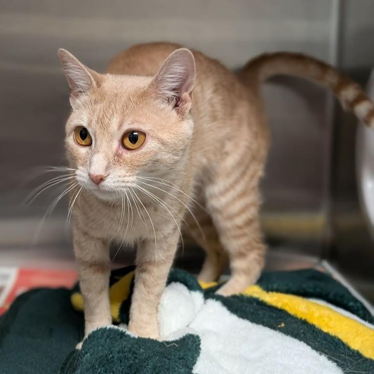 Enlarge Hazel , a other Domestic Short Hair in Springfield, IL image 4/4