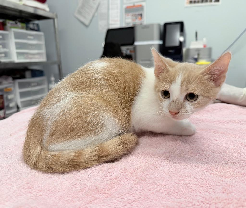 Nehou, Adoptable, Kitten Male Domestic Short Hair.