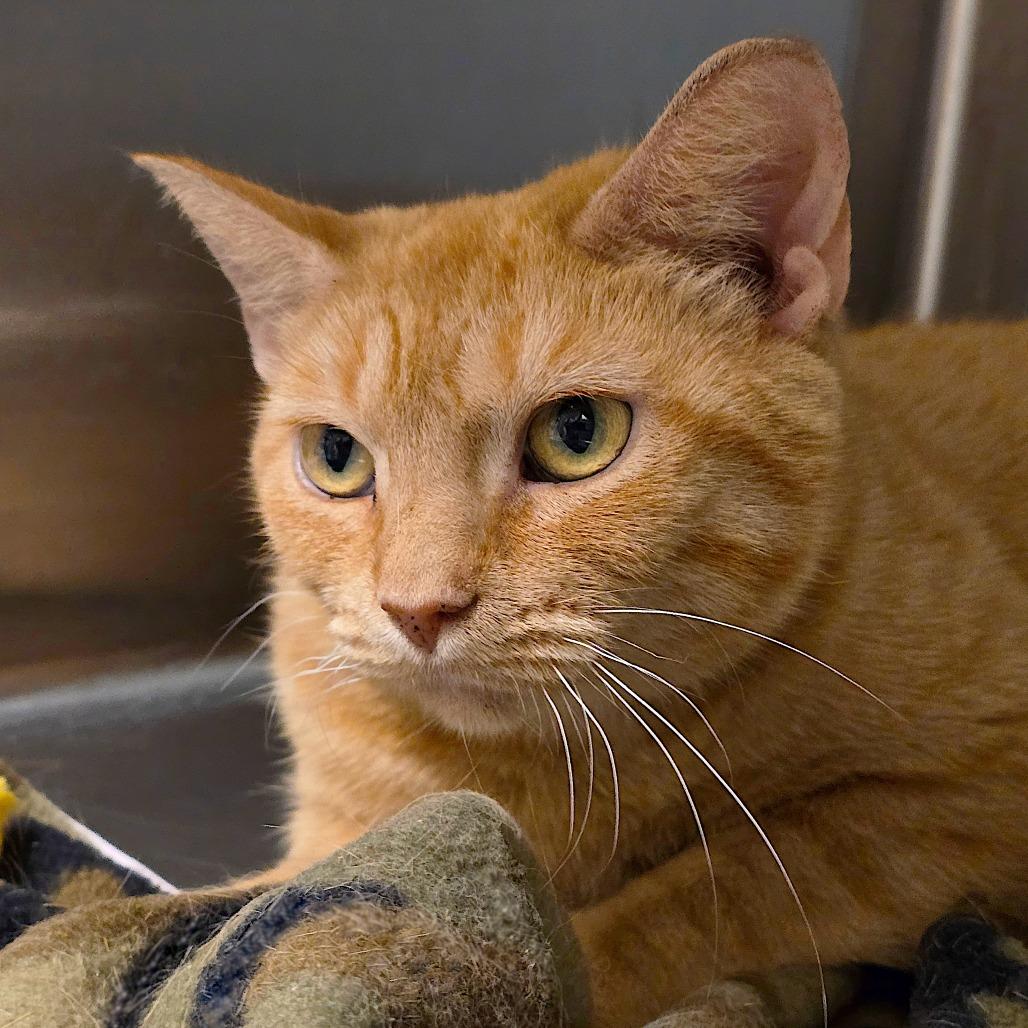 Blossom, Adoptable, Adult Female Domestic Short Hair.