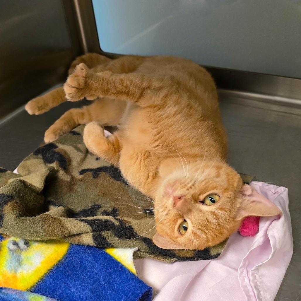 Enlarge Blossom, a Adoptable Domestic Short Hair in Columbia Station, OH image 2/4