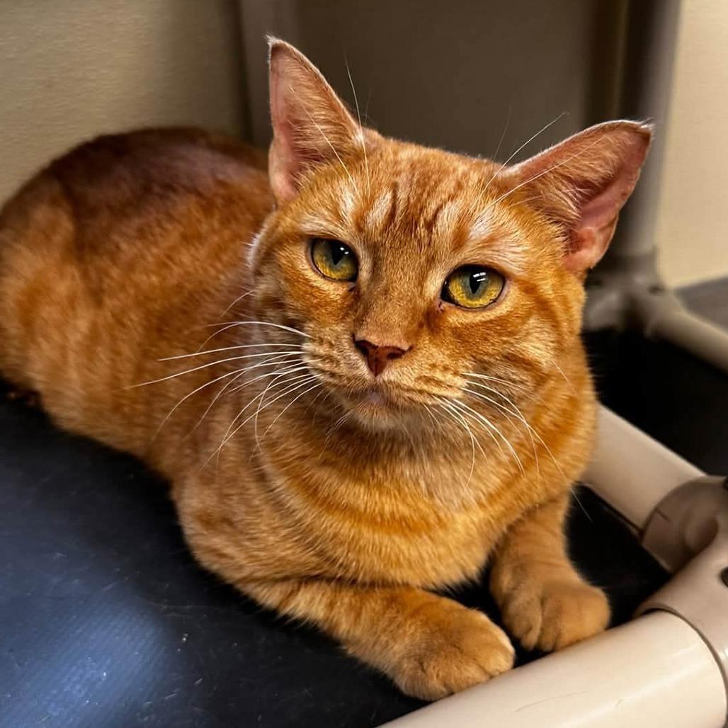 Enlarge Blossom, a Adoptable Domestic Short Hair in Columbia Station, OH image 4/4
