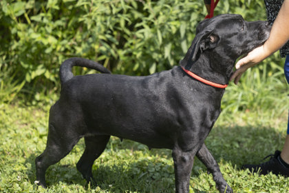 Mira, a Adoptable Mixed Breed in Bedford, IN image 2/3