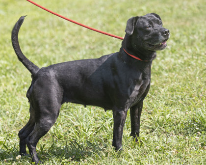Mira, Adoptable, Senior Female Mixed Breed.