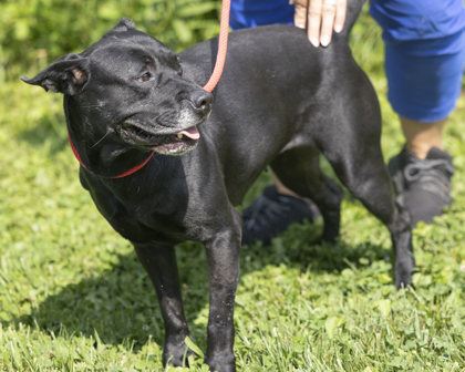 Mira, a Adoptable Mixed Breed in Bedford, IN image 3/3
