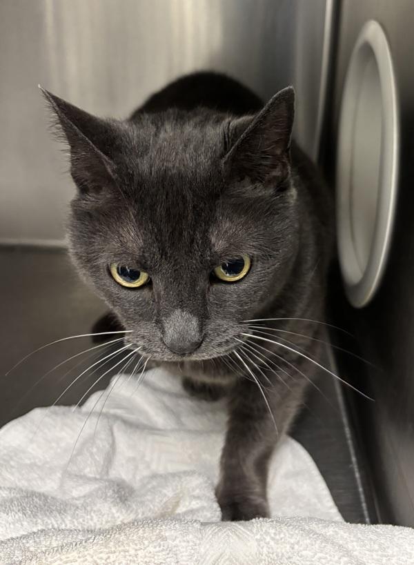 Caro, Adoptable, Adult Female Domestic Short Hair.