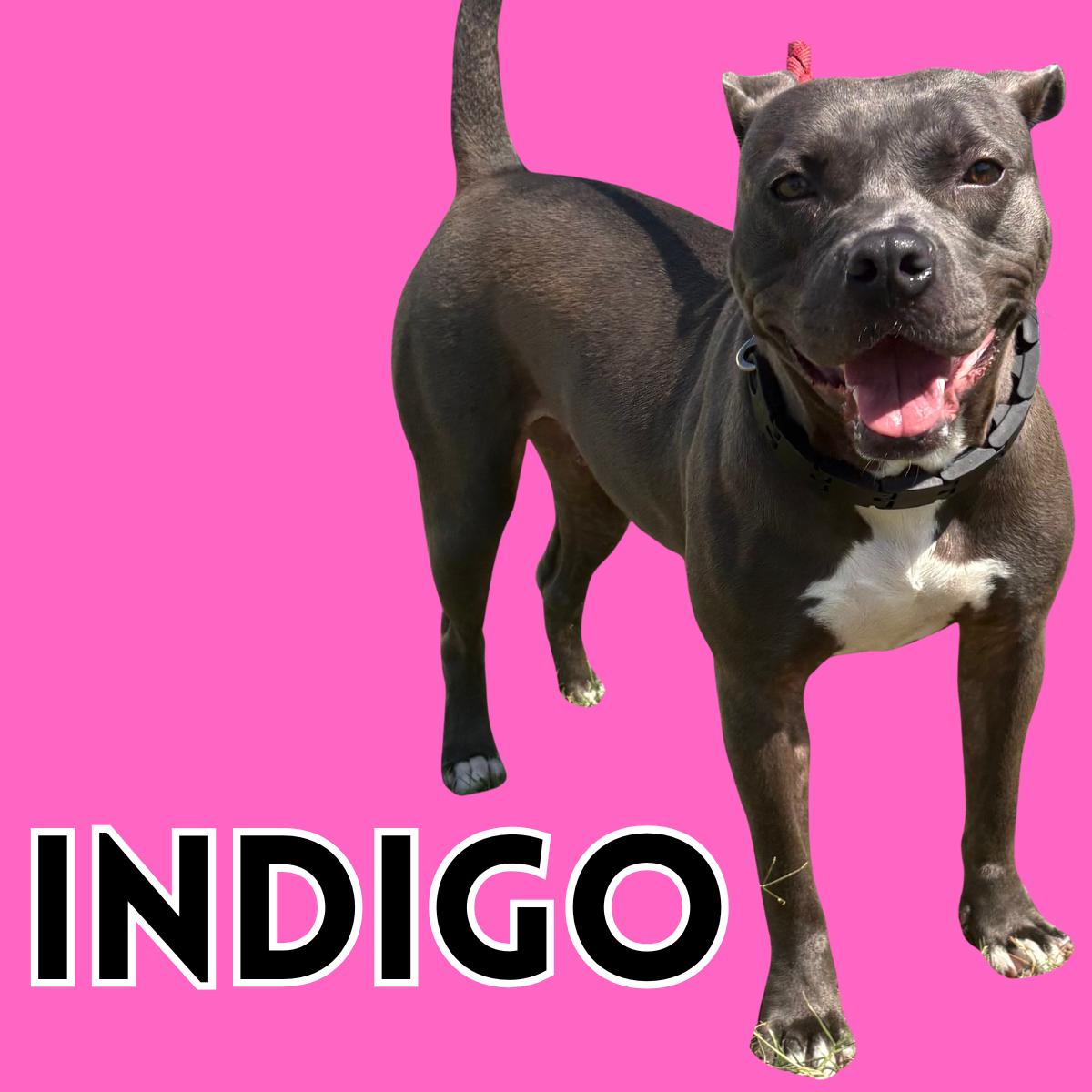 Enlarge Indigo, a Adoptable Pit Bull Terrier in South Padre Island, TX image 1/1