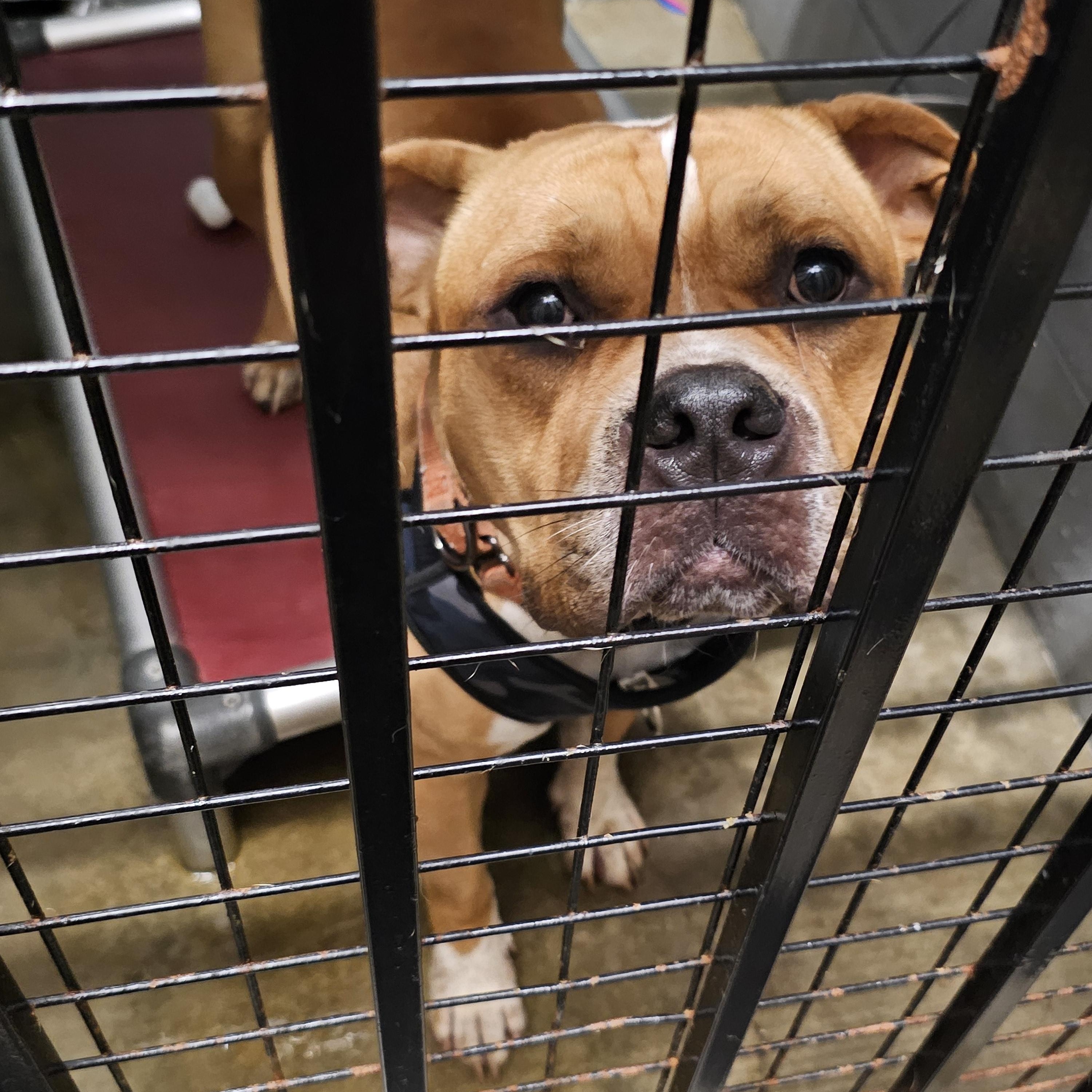 Aries ~ lowered adoption fee!