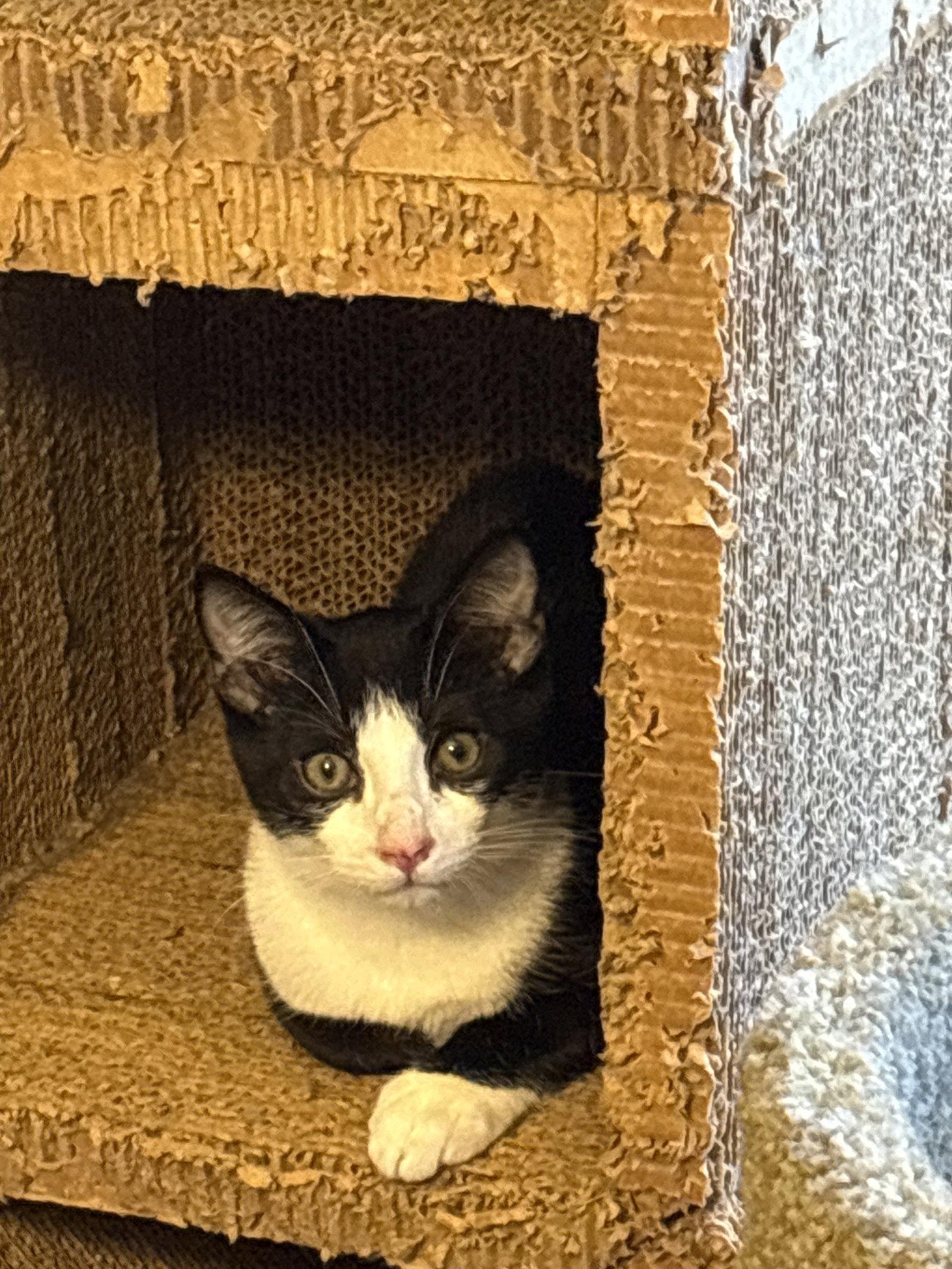Enlarge Teddy, a Adopted Domestic Short Hair in White Bluff, TN image 2/2