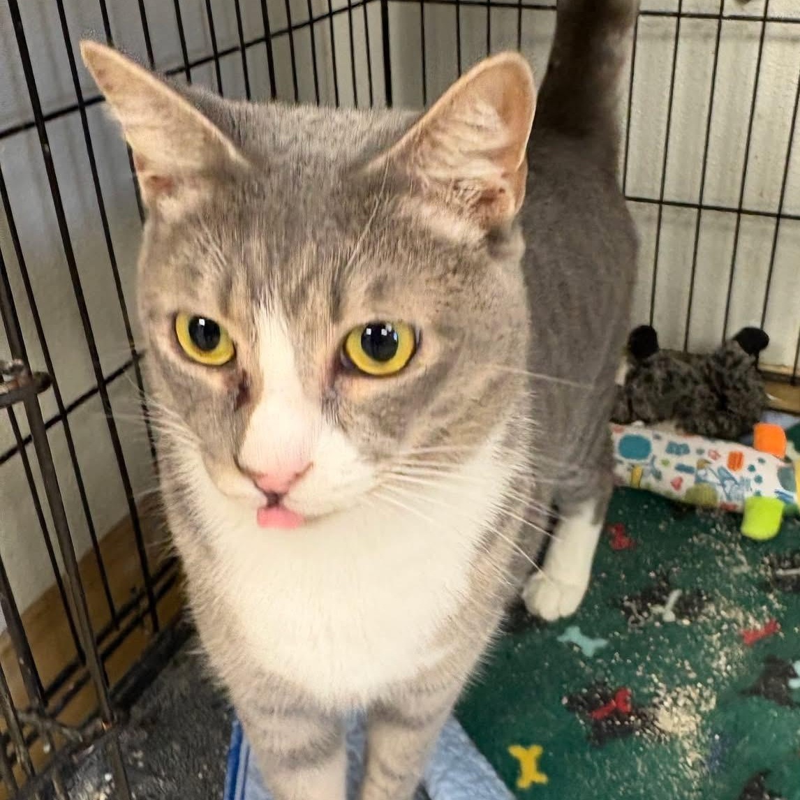 Enlarge Davy Jones, a ADOPTABLE mixed breed in Lumberton, NC image 1/2