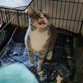 Enlarge Davy Jones, a ADOPTABLE mixed breed in Lumberton, NC image 2/2