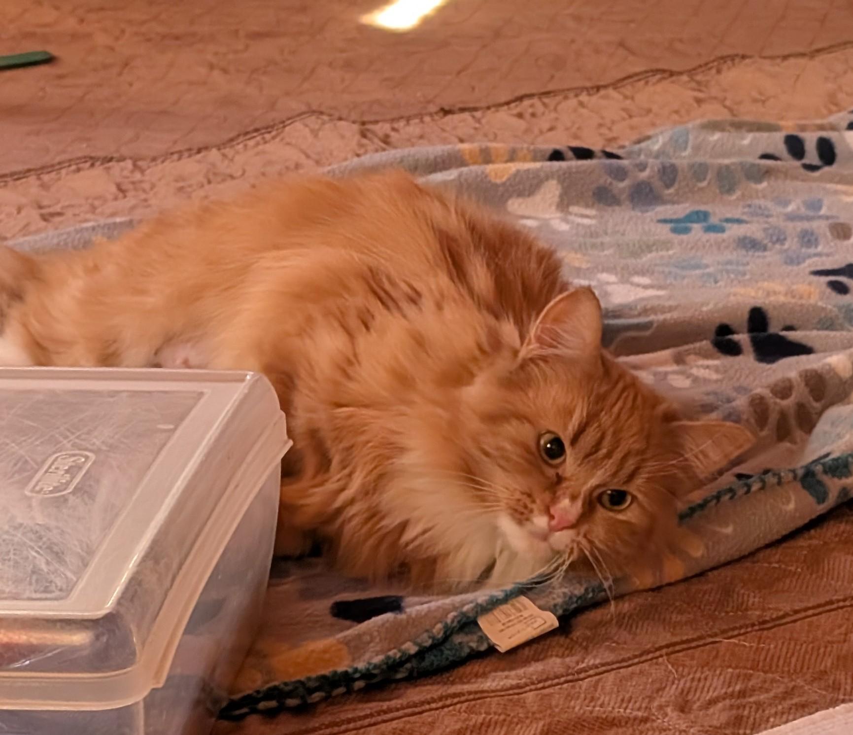 Delia, a ADOPTABLE Domestic Long Hair in Burke, NY image 1/2