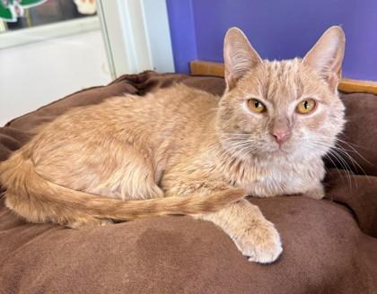 Enlarge Jordan, a Adoptable mixed breed in Willmar, MN image 1/1