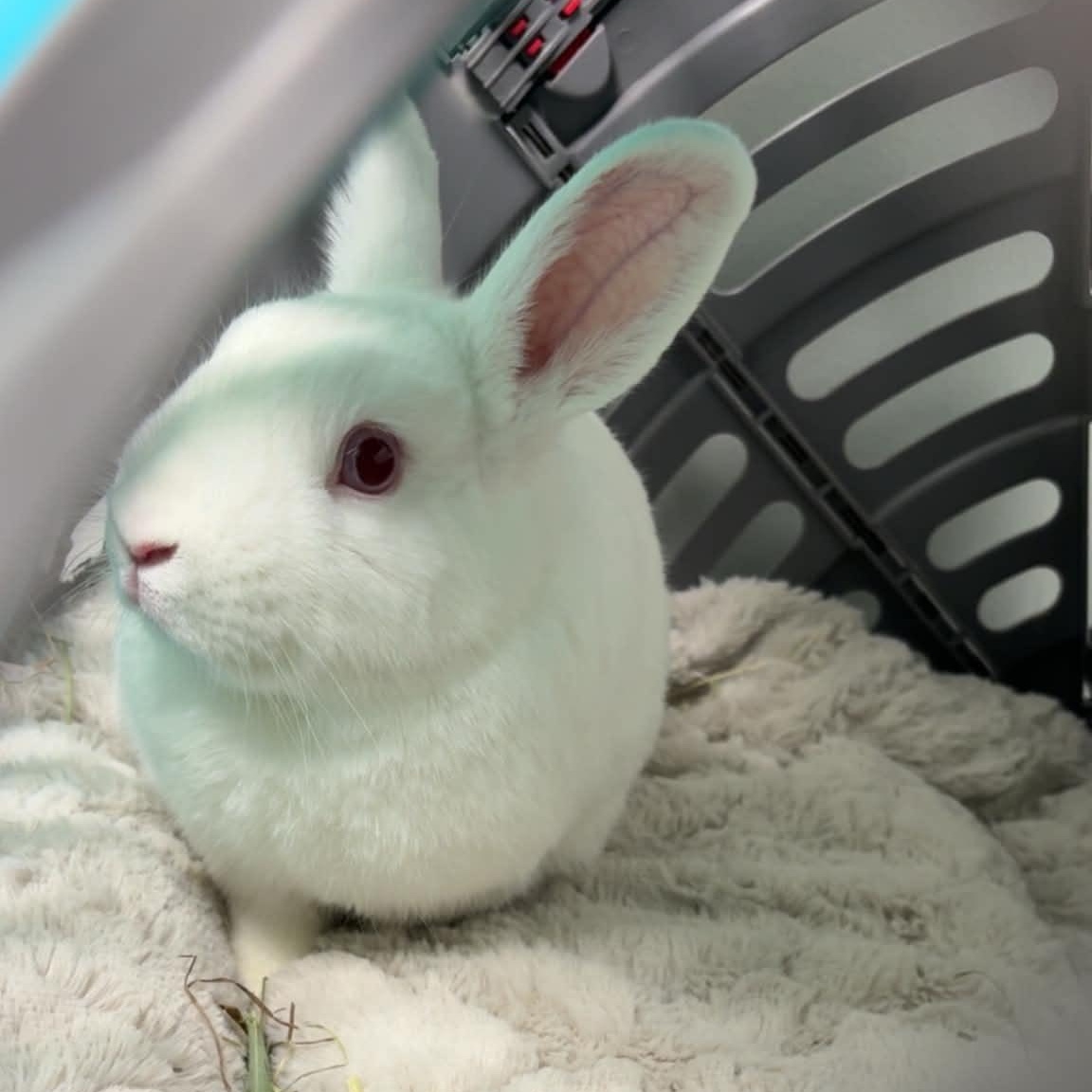 Petal, Adoptable, Young Female Netherland Dwarf.