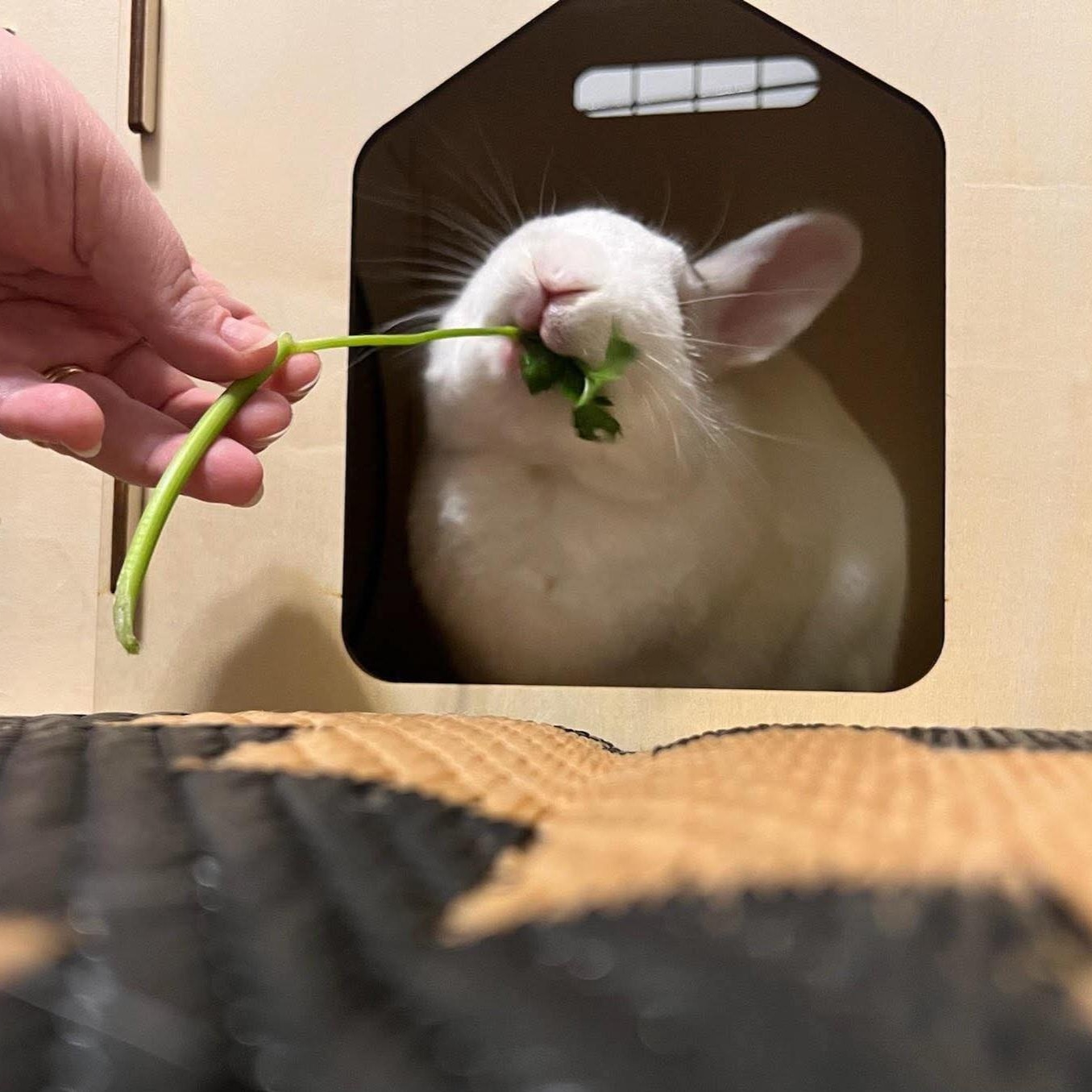 Petal, Adoptable, Adult Female Netherland Dwarf.