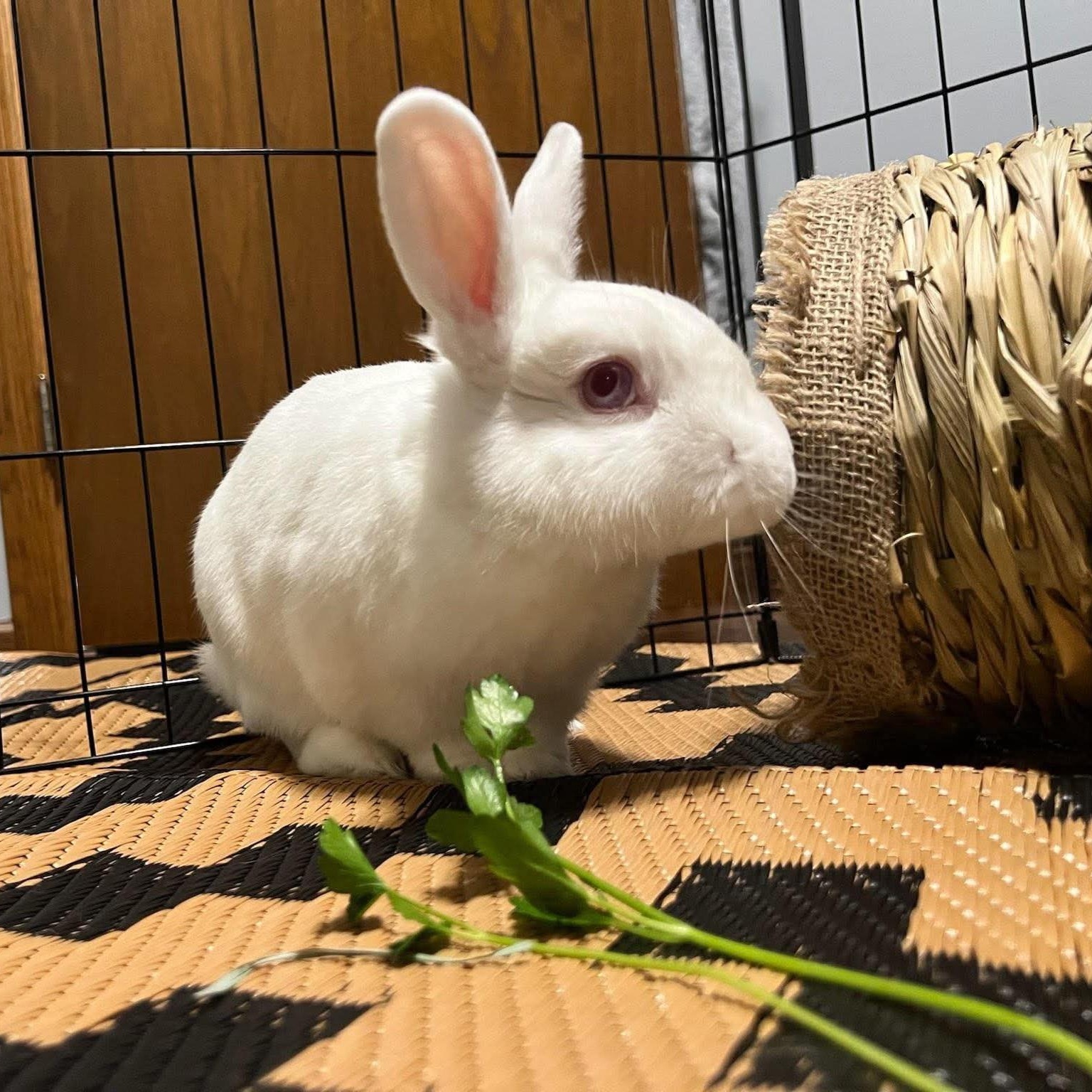 Enlarge Petal, a Adoptable mixed breed in wichita, KS image 4/4