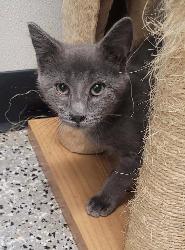 Boone, Adoptable, Kitten Male Domestic Short Hair.