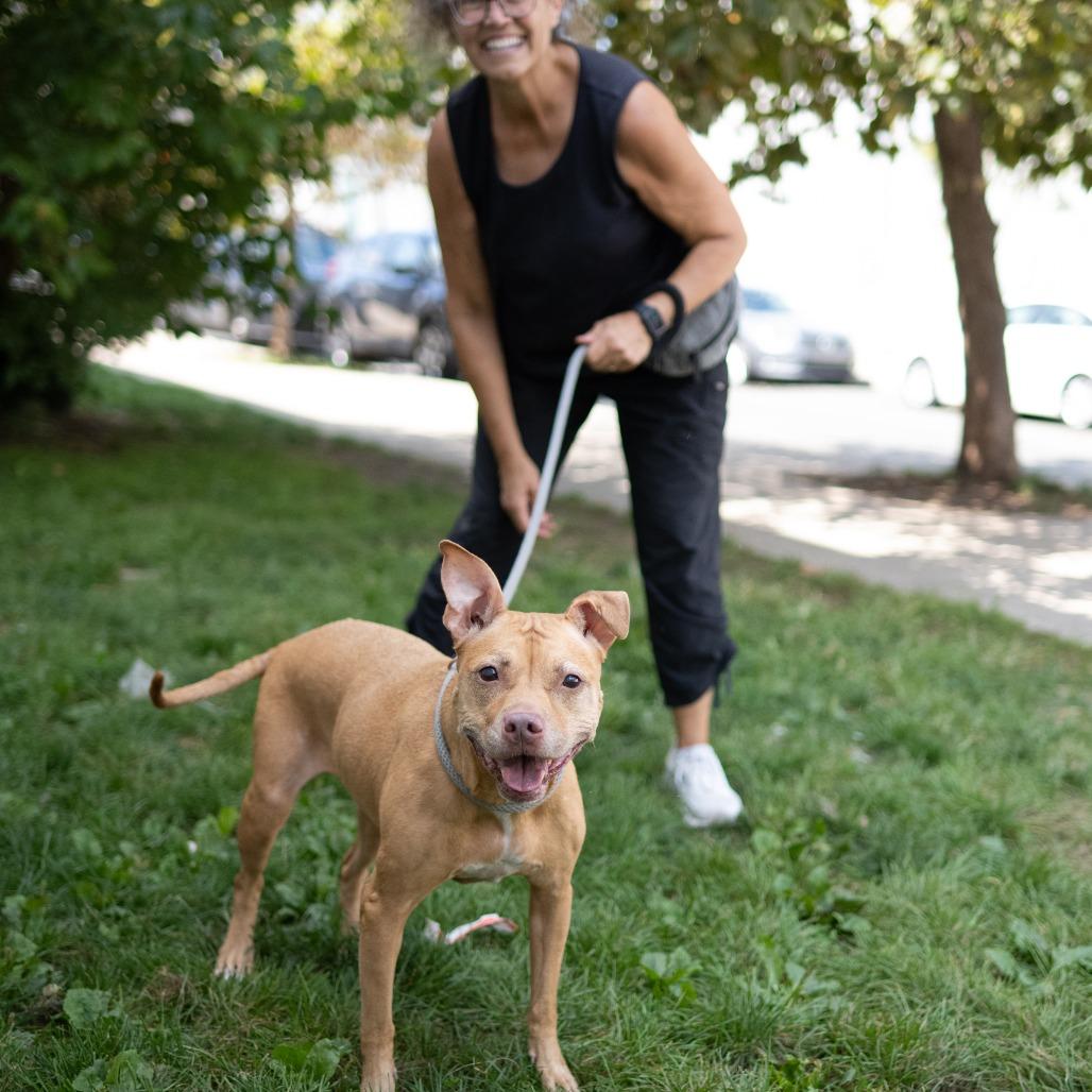 Coco, a Adoptable Pit Bull Terrier in Newark, NJ image 1/6