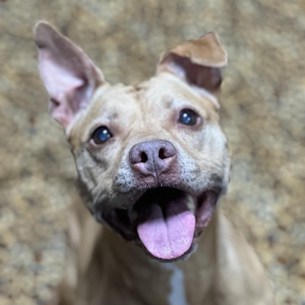 Enlarge Coco, a Adoptable Pit Bull Terrier in Newark, NJ image 2/6