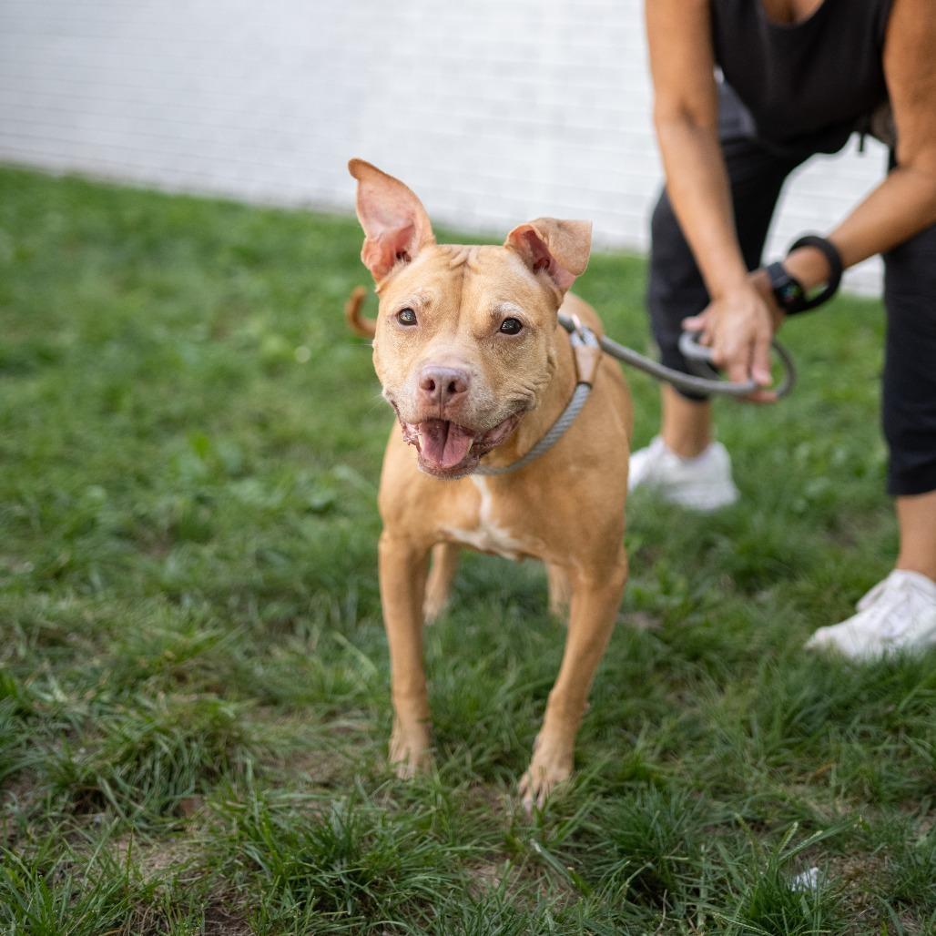 Coco, a Adoptable Pit Bull Terrier in Newark, NJ image 3/6