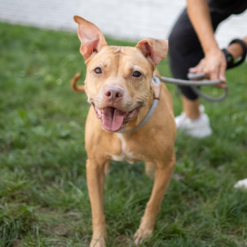 Coco, a Adoptable Pit Bull Terrier in Newark, NJ image 5/6