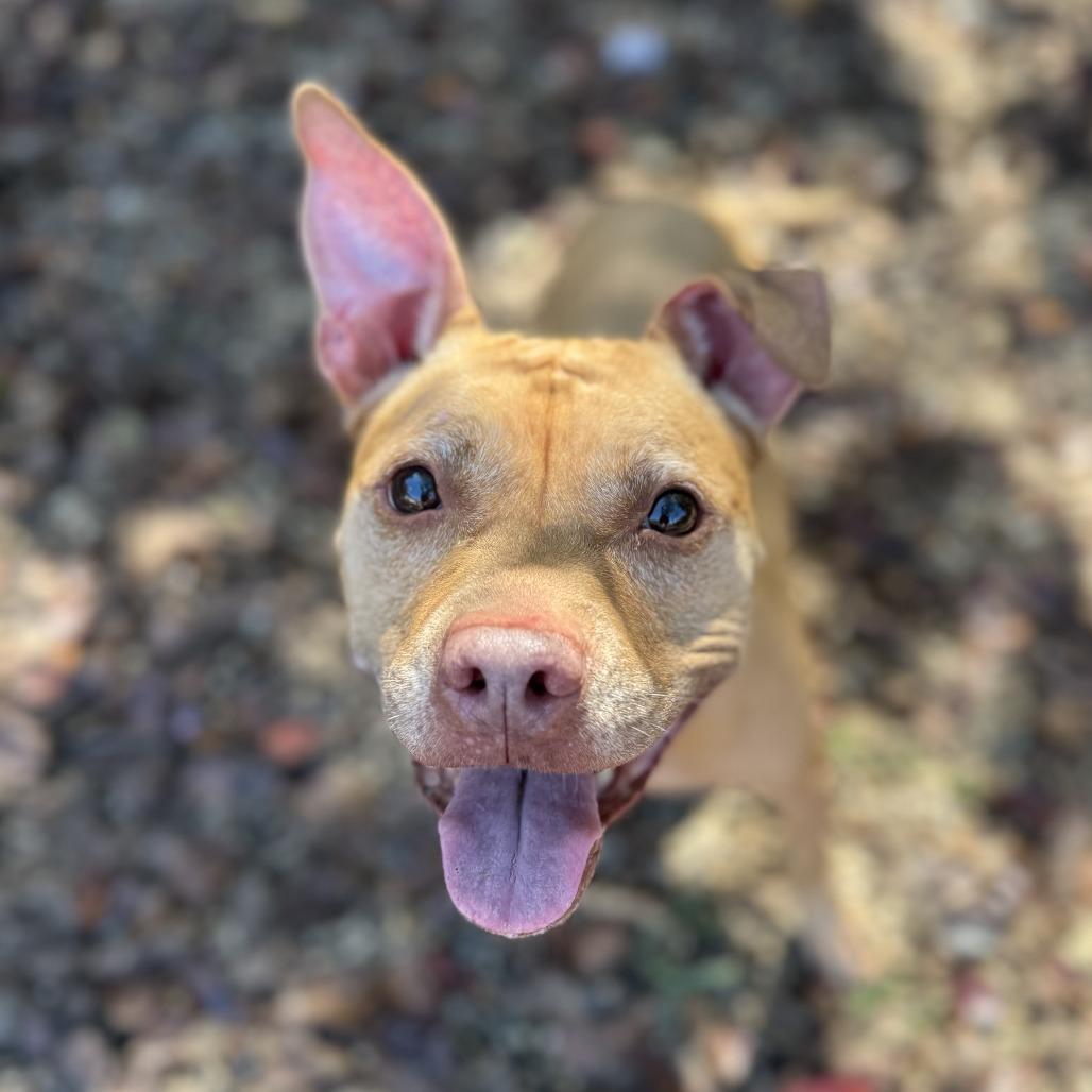 Coco, a Adoptable Pit Bull Terrier in Newark, NJ image 6/6