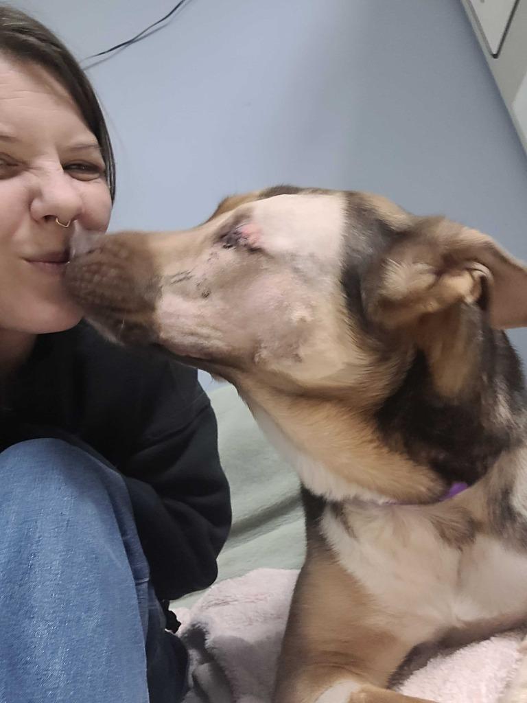 Amber, Adopted, Young Female German Shepherd Dog & Mixed Breed.