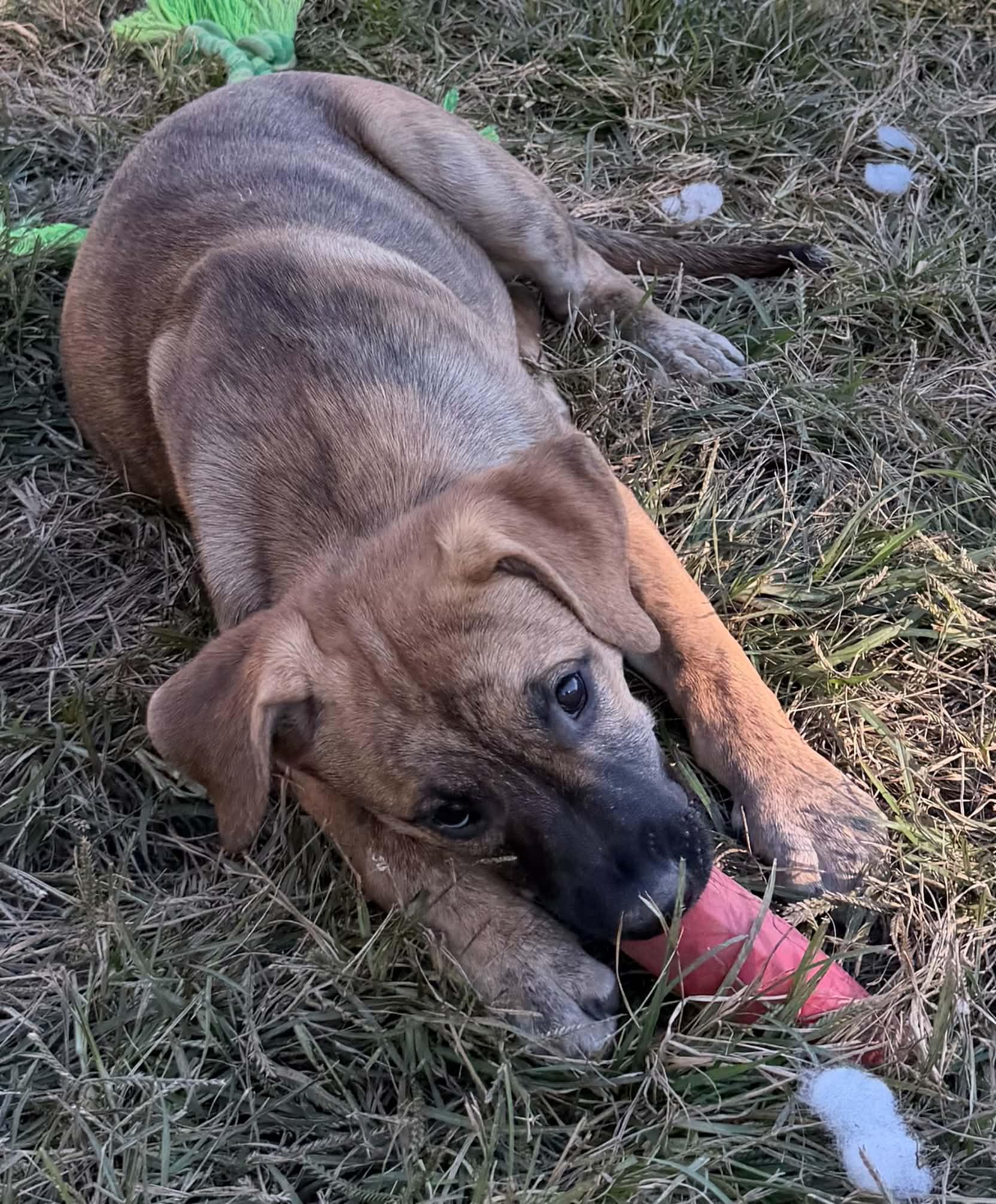 Enlarge Nutmeg, a Adoptable mixed breed in Succasunna, NJ image 5/6
