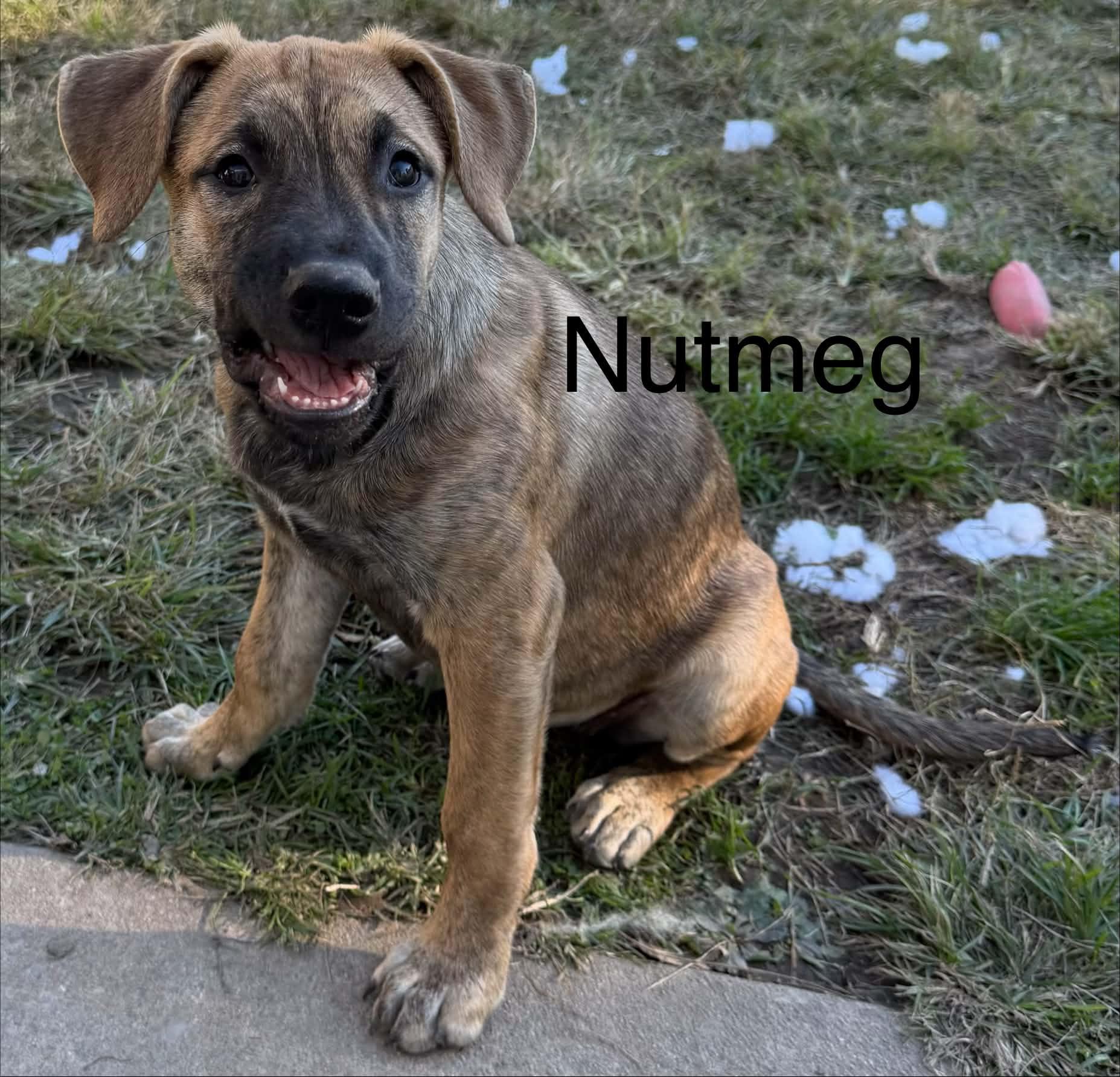 Enlarge Nutmeg, a Adoptable mixed breed in Succasunna, NJ image 6/6