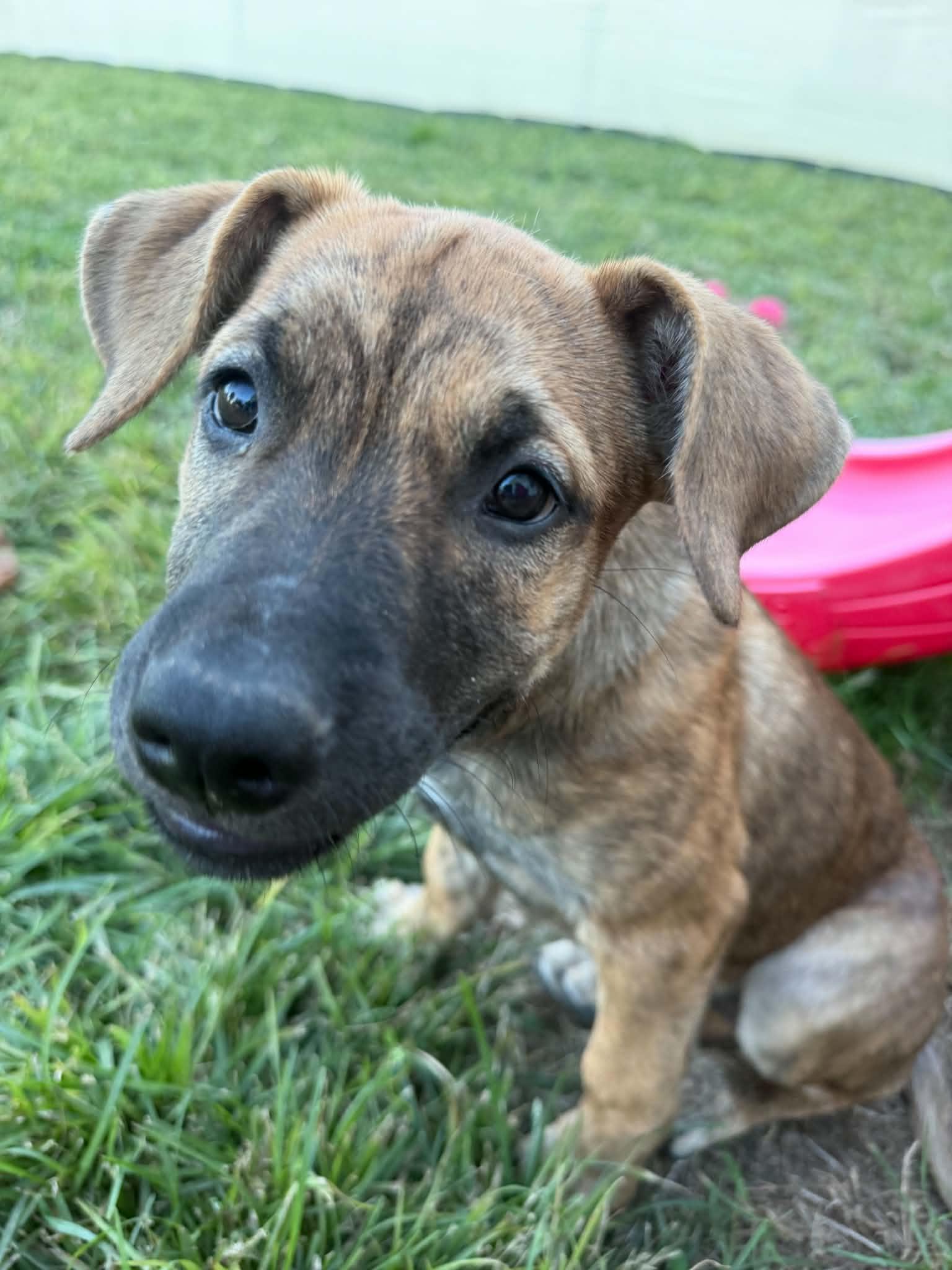 Enlarge Nutmeg, a Adoptable mixed breed in Succasunna, NJ image 2/6