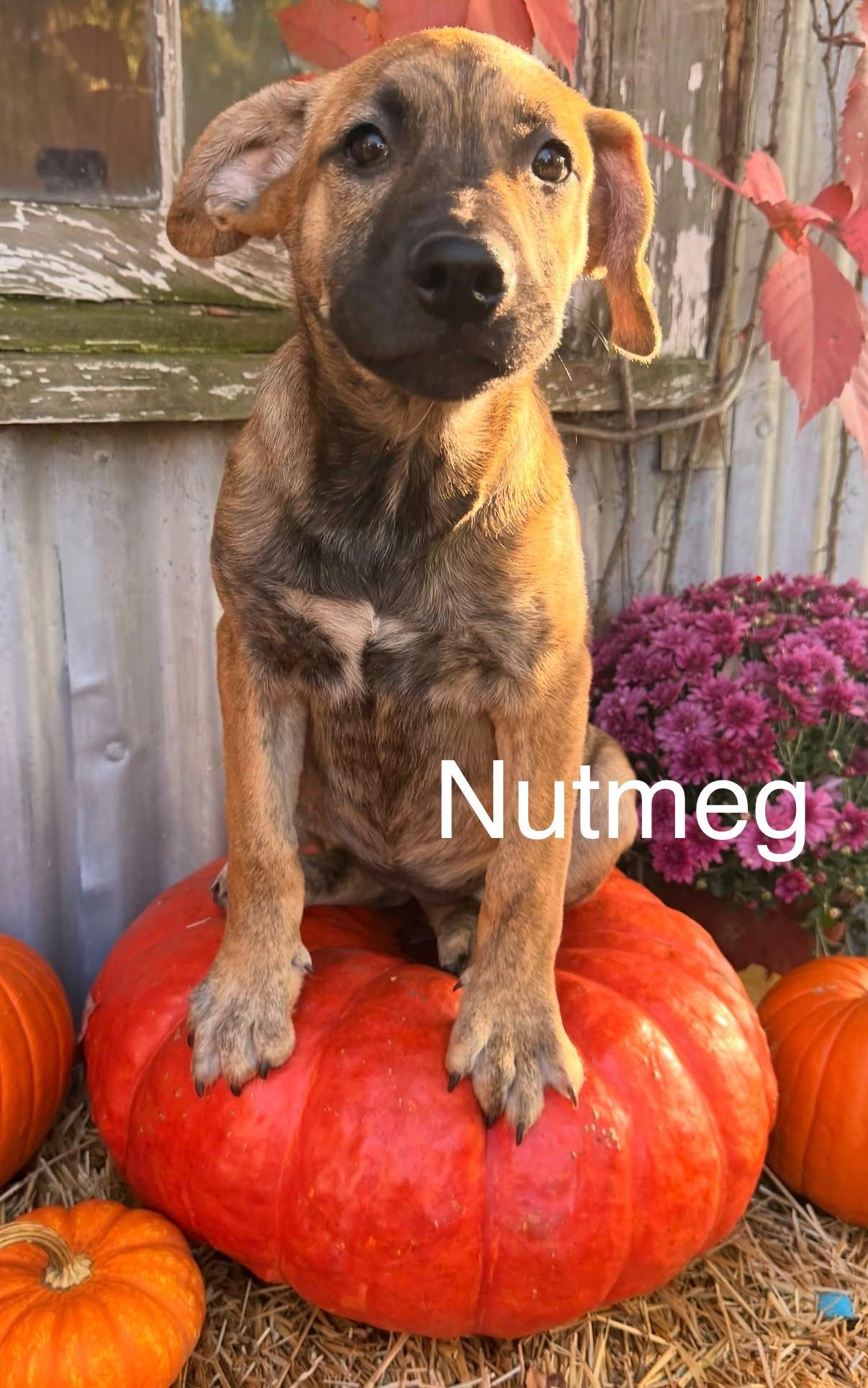 Nutmeg, Adoptable, Puppy Female Shepherd.