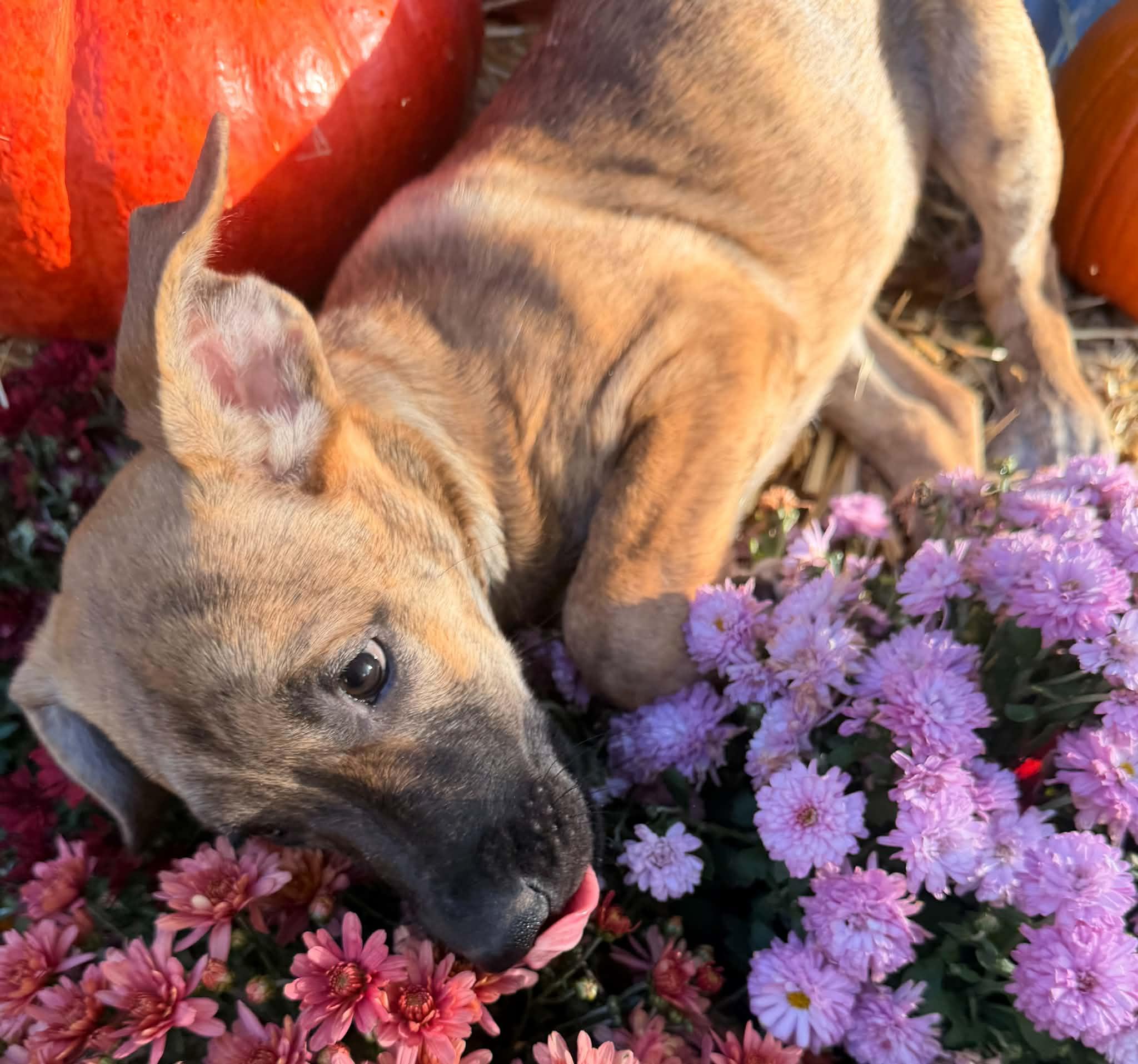 Enlarge Nutmeg, a Adoptable mixed breed in Succasunna, NJ image 4/6