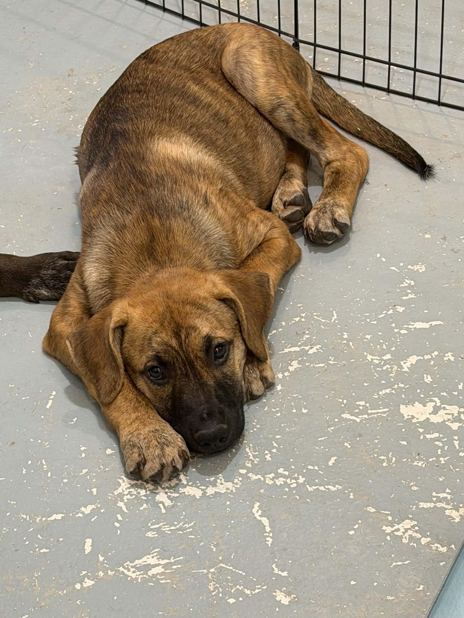 Enlarge Nutmeg, a Adoptable mixed breed in Succasunna, NJ image 3/6