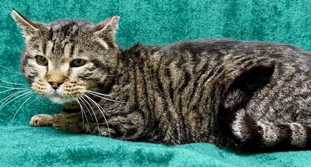 Enlarge Sweet Tiger, a ADOPTABLE Domestic Short Hair in Miller Beach, IN image 1/1
