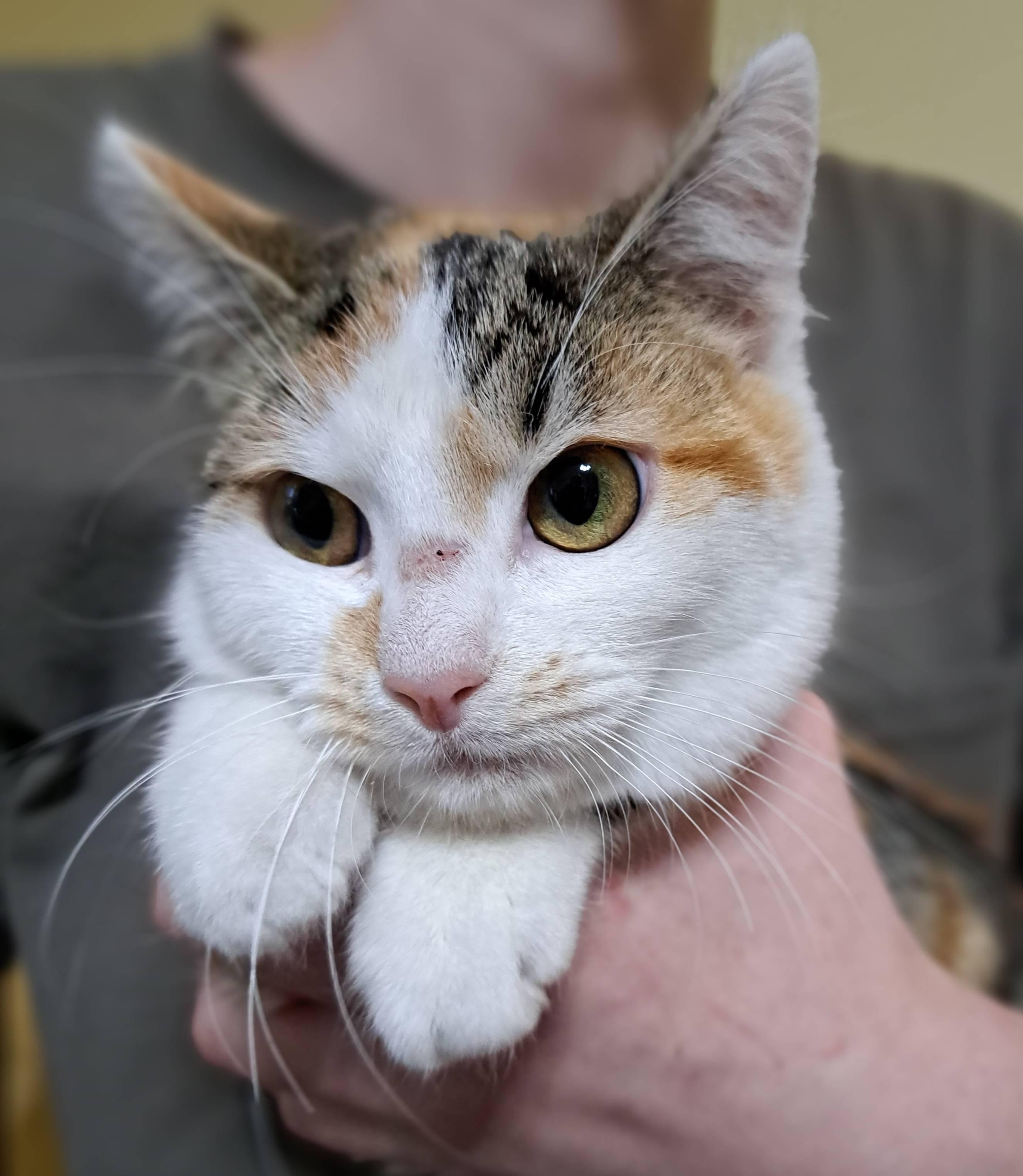 Ladybug, Baby Female Domestic Short Hair