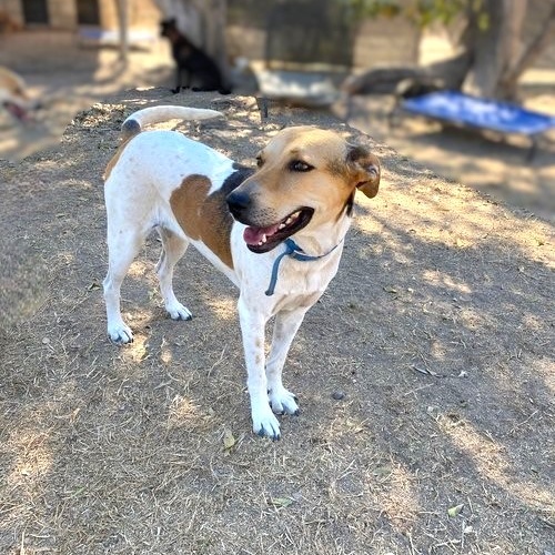 Flora, Adoptable, Adult Female Mixed Breed.