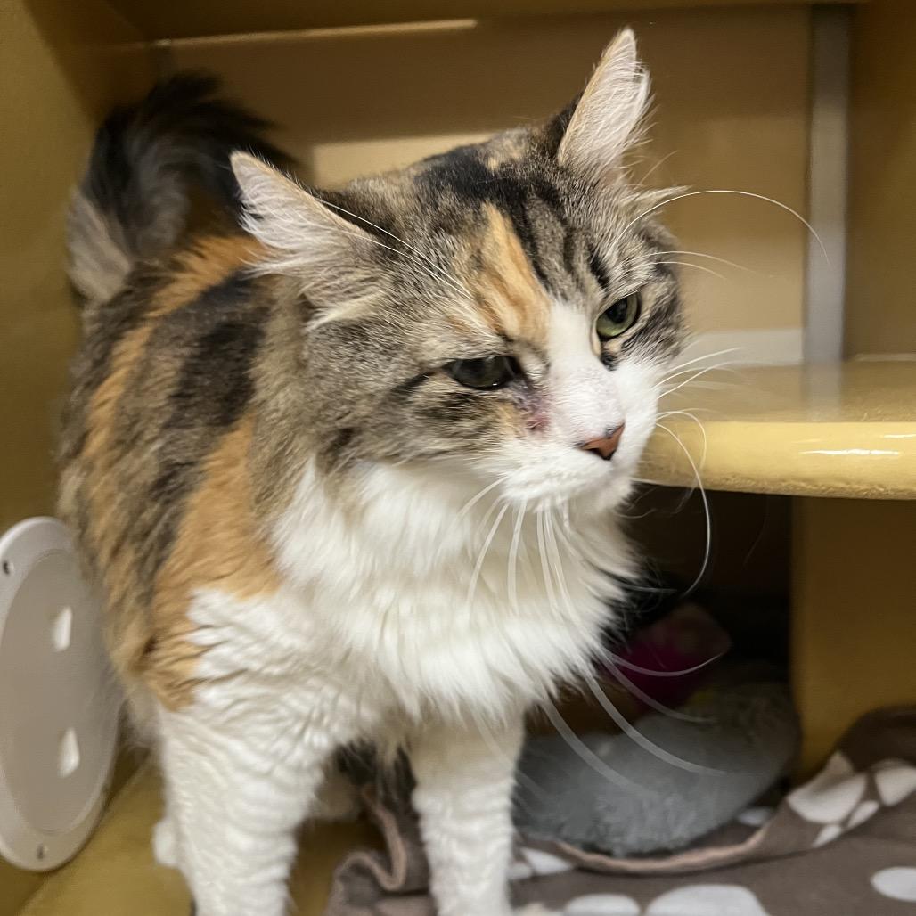 Zane Grace, Adoptable, Senior Female Domestic Long Hair.
