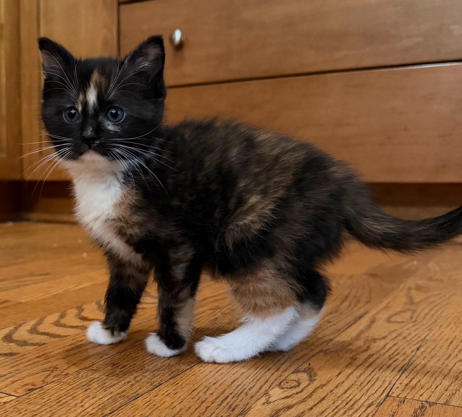 Enlarge *Sugarplum, a Adopted Domestic Short Hair in Forest, VA image 1/3