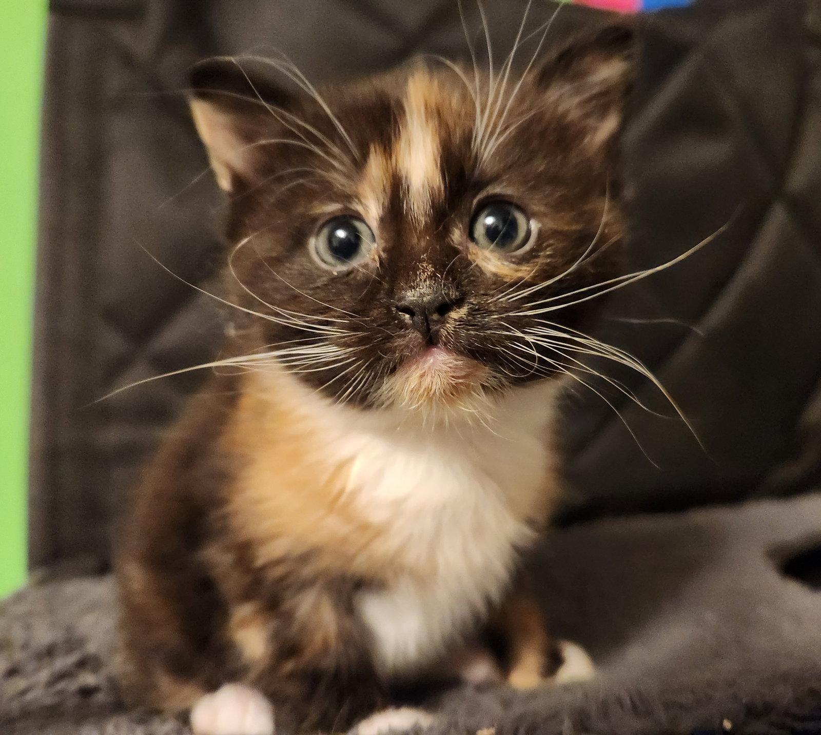 Enlarge *Sugarplum, a Adopted Domestic Short Hair in Forest, VA image 2/3