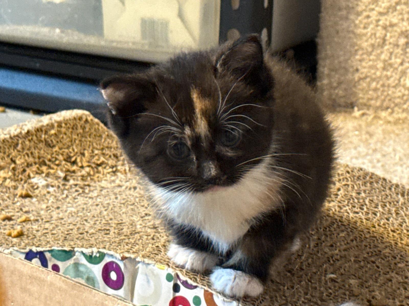 Enlarge *Sugarplum, a Adopted Domestic Short Hair in Forest, VA image 3/3