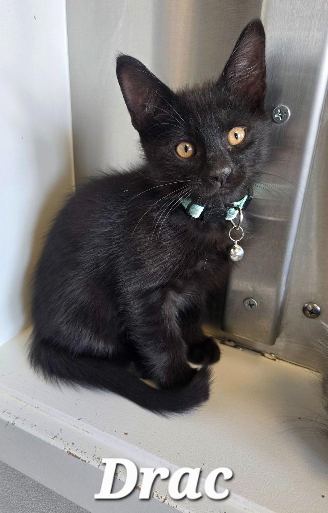 Drac, Adoptable, Kitten Male Domestic Short Hair.