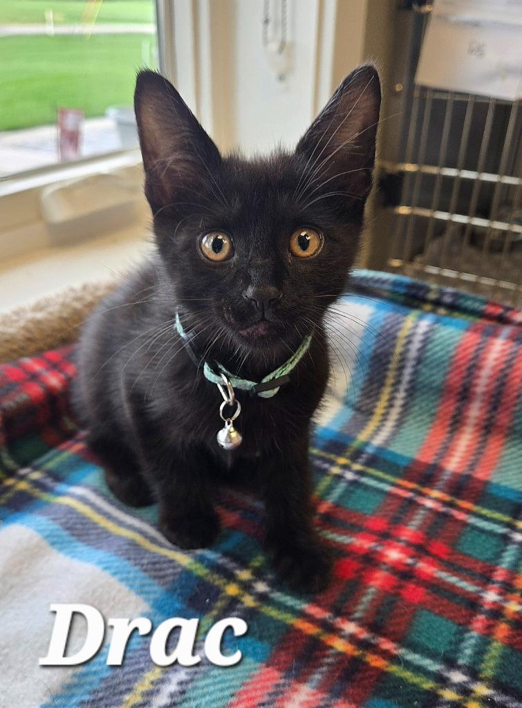 Enlarge Drac, a Adoptable mixed breed in Sidney, OH image 2/2