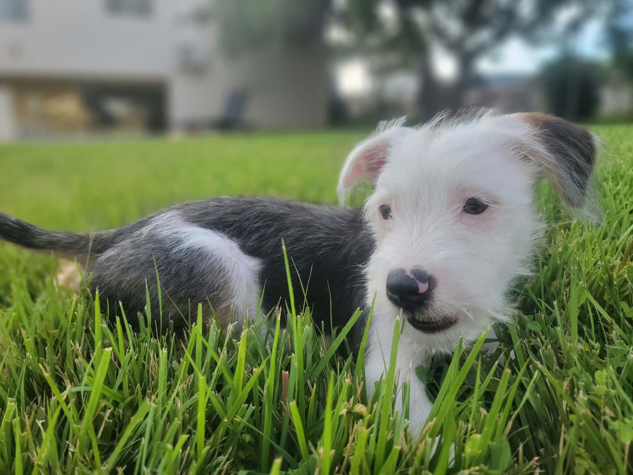 Moonie, Adopted, Puppy Male Mixed Breed.