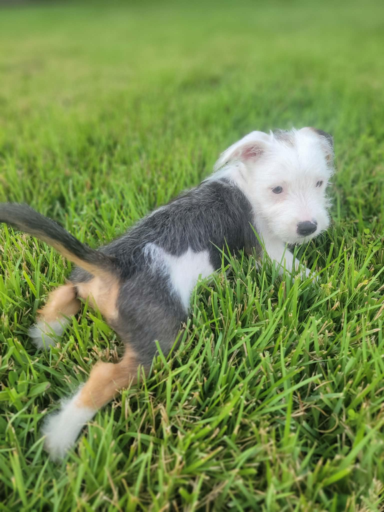Enlarge Moonie, a Adopted Mixed Breed in Nanuet, NY image 2/6