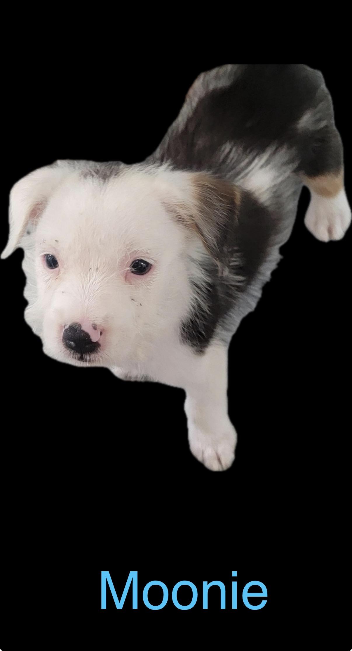 Enlarge Moonie, a Adopted Mixed Breed in Nanuet, NY image 5/6