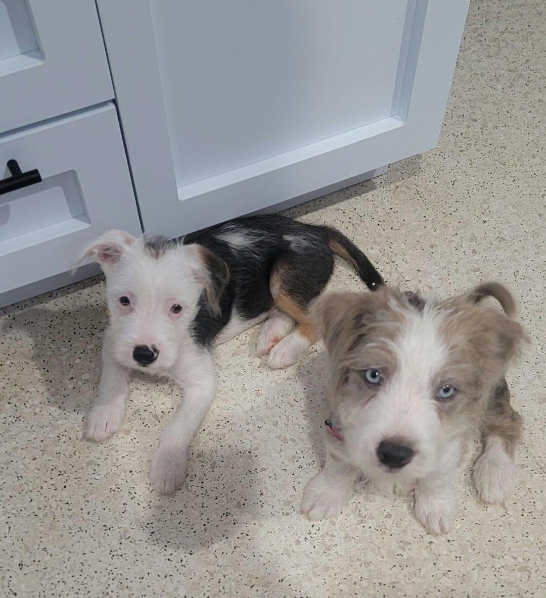 Enlarge Moonie, a Adopted Mixed Breed in Nanuet, NY image 4/6