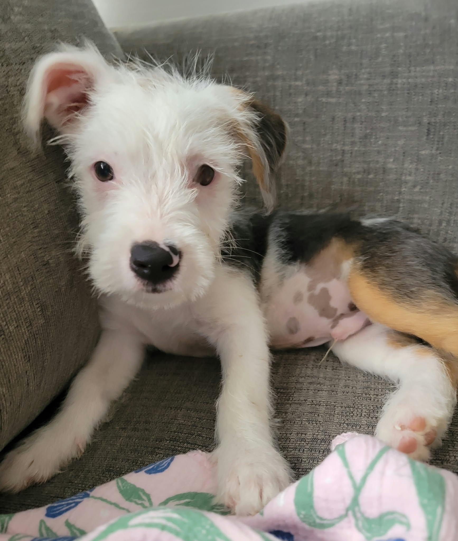 Enlarge Moonie, a Adopted Mixed Breed in Nanuet, NY image 3/6