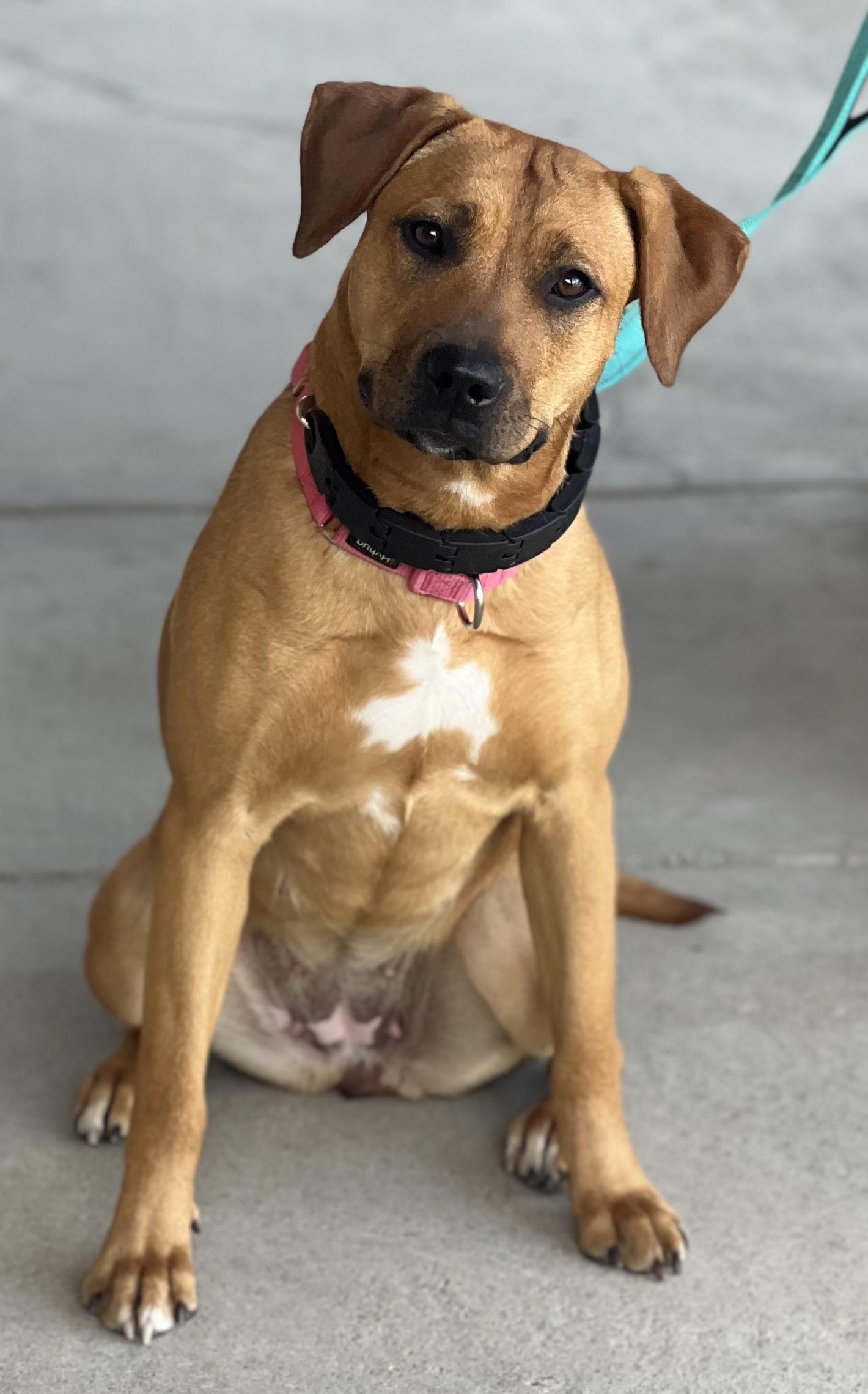 Peach~ sweet and happy , Adoptable, Young Female Yellow Labrador Retriever & American Staffordshire Terrier.