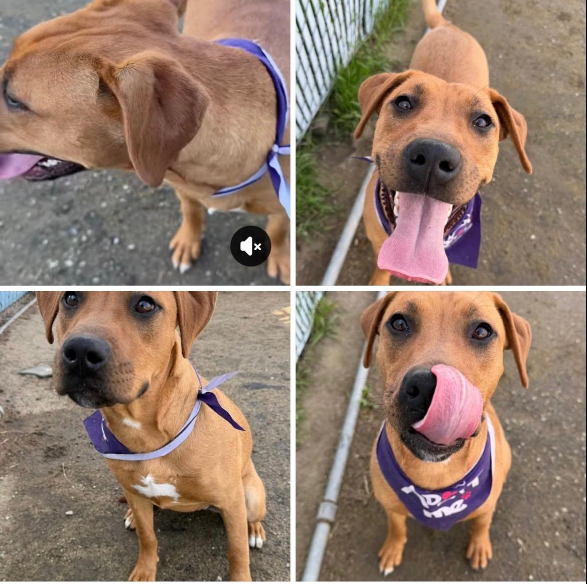 Enlarge Peach~ sweet and happy , a Adoptable mixed breed in Irvine, CA image 2/4