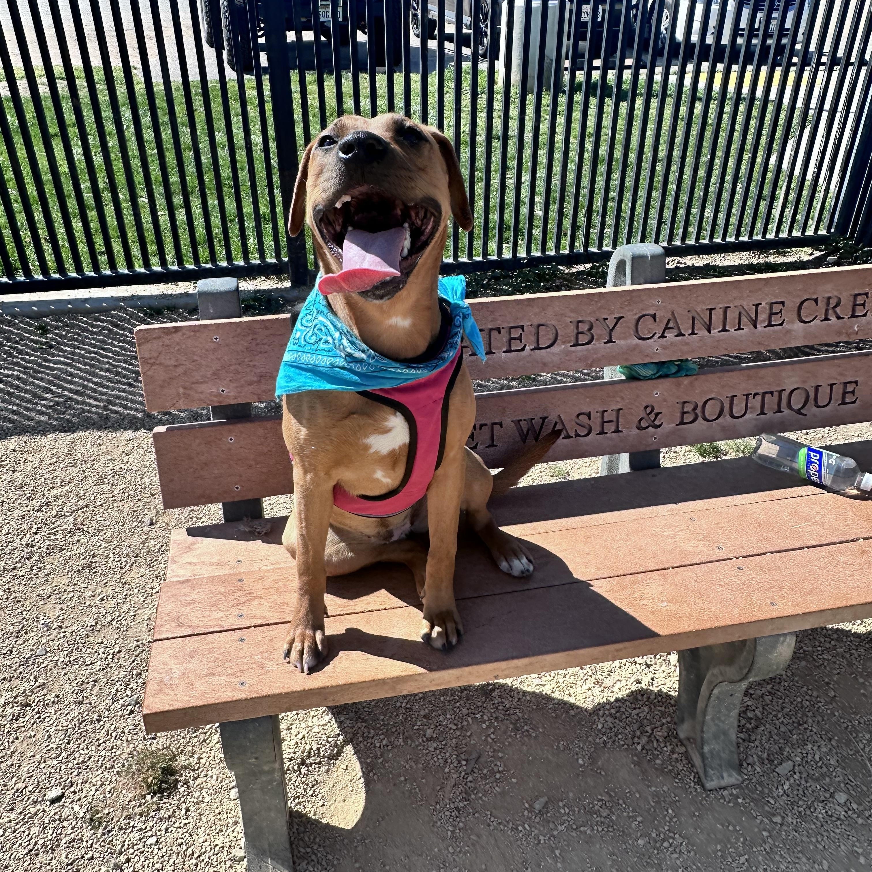 Enlarge Peach~ sweet and happy , a Adoptable mixed breed in Irvine, CA image 4/4