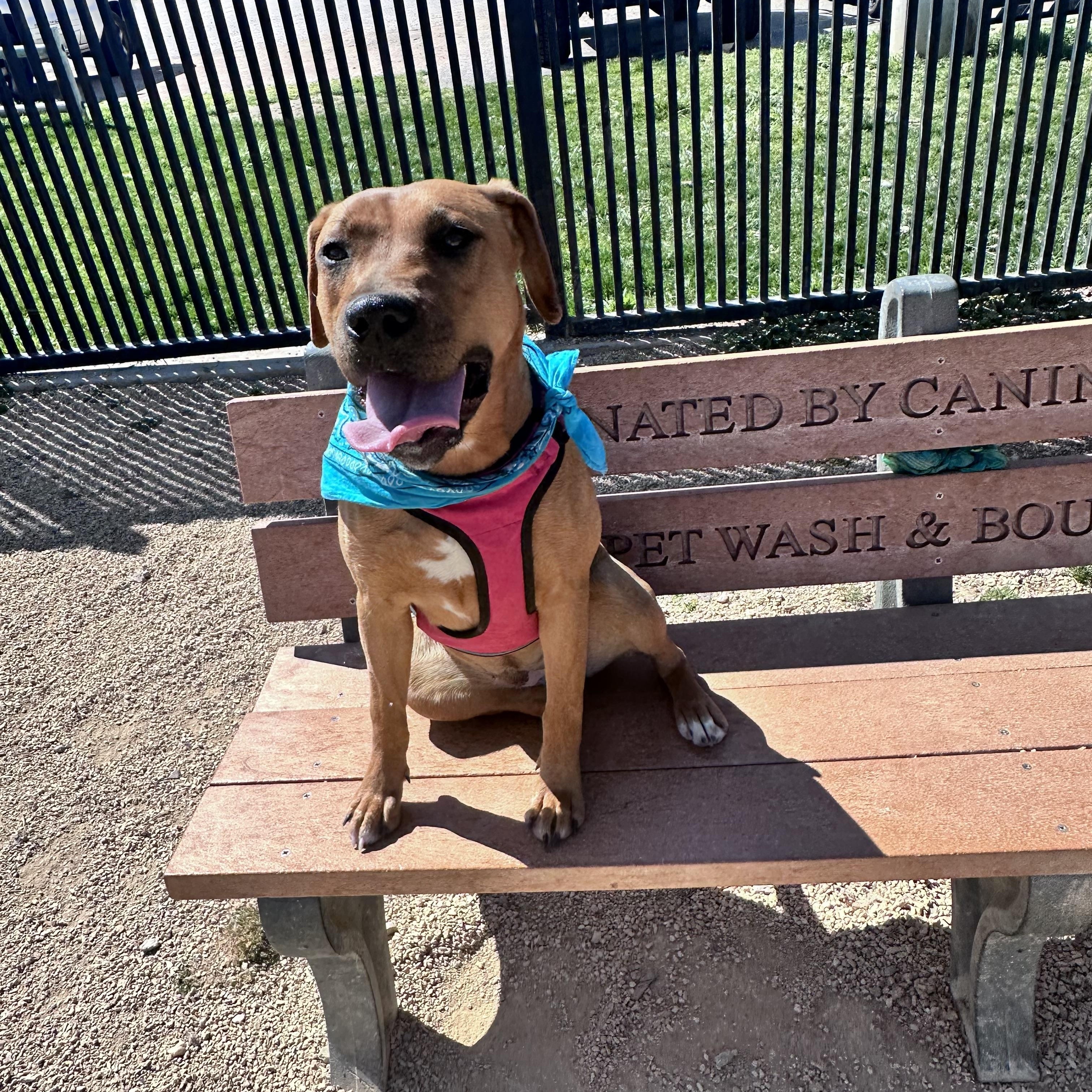 Enlarge Peach~ sweet and happy , a Adoptable mixed breed in Irvine, CA image 3/4